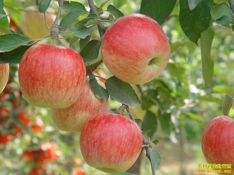 ����ƻ�����У����������Σ�ƻ���۸����˵��ˣ�