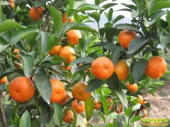 ũ�峣����׬Ǯ��·����Ȼ����������ɲ�һ���ͣ�