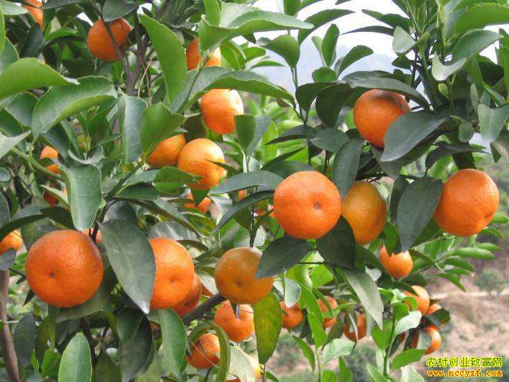 ũ�峣����׬Ǯ��·����Ȼ����������ɲ�һ���ͣ�