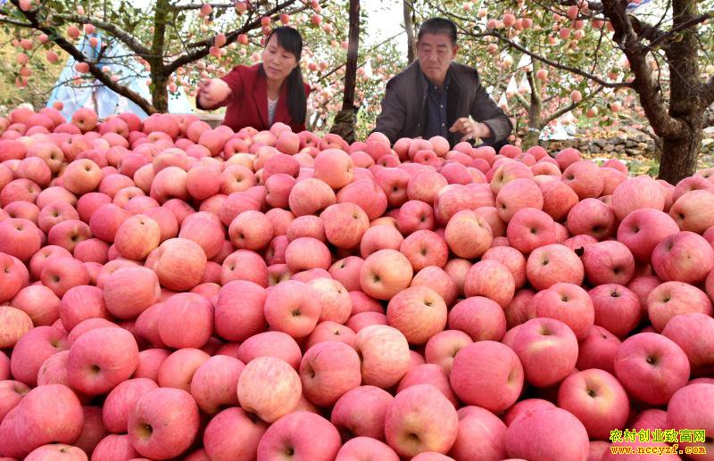 ƻ���۸���� �г��Գ��������ż�����