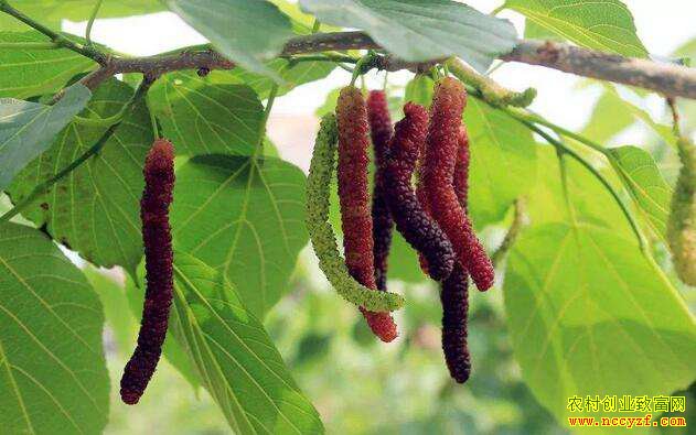 �Ϲ�������ɶ�ã�ɽ������˾ȫ��������ֲ����ɣЧ���