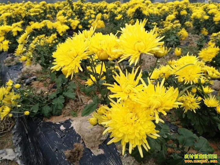 �Ĵ������أ��ֽ�˿�ʾ�ÿĶ����3600Ԫ