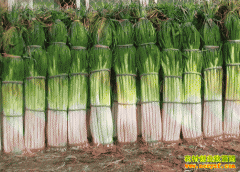 ��ж���Ǯһ�2019��12��15��ɽ�����ش�м۸�����