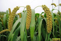 2019���Ӽ۸�����Ԥ�⣺����ǰС�׼ۻ�ӭ��һ����������