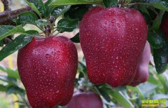 ʲôԭ���½��껨ţƻ���۵�����̳��