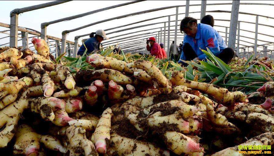 ɽ��Ϋ������ƽ�ֽ�������Ķ׬һ����