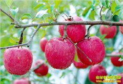 2019ƻ���۸�Ԥ�⣺����ǰ��ƻ���۸�򽫷���