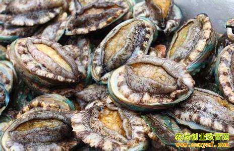 ���������ײ˼ۣ���ֳһ�������200Ԫ�������ƽ�Ϊ�����۴����