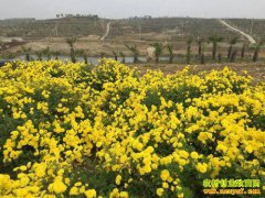 ����ƽ�ȣ�������ֲ�����ջ�һ������6��Ԫ