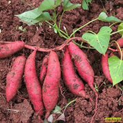 �����й�Ч ������ֲǰ������