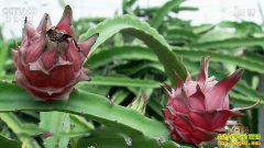 �¸����������ֶ����ϴ���ֲ�������¸���Ƶ