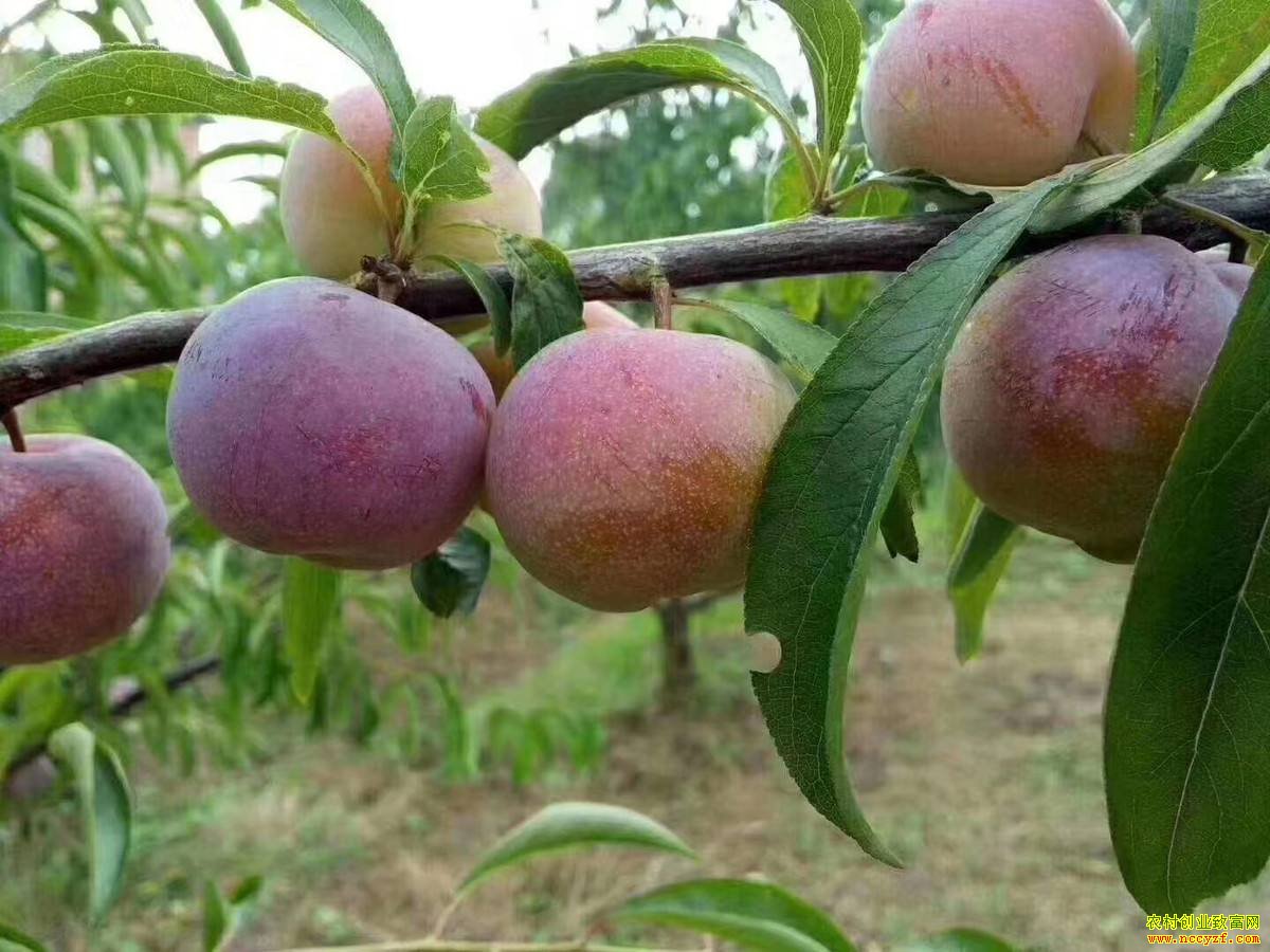 �Ĵ��ڽ�������ΰ���޷��紴ҵ������