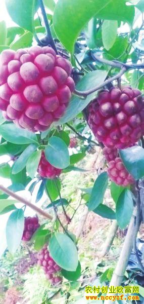 ������ˮ�����������ѡ���ֲǰ����Σ�