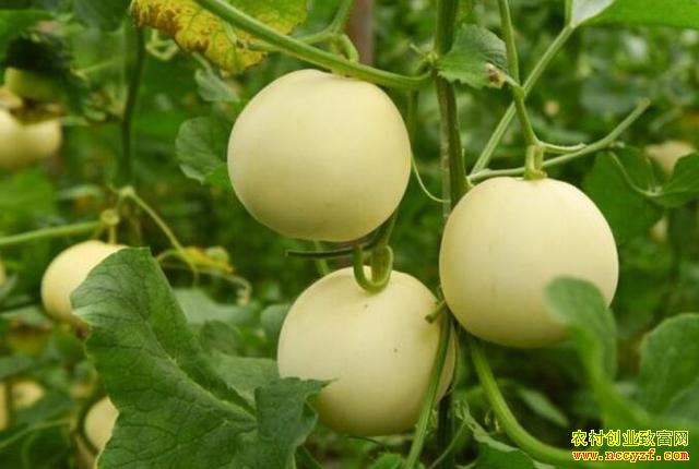 2021��ũ����ʲô��׬Ǯ��