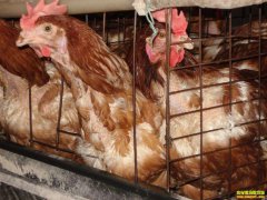 ������̭���۸�2022��5��15��ȫ����̭ë���۸�