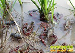 �Ĵ����ع����Ϻ���� ÿĶ����1.5��Ԫ