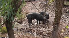 [�¸���]�����ﴨ��ȫ����ɽ���������������ܲ�