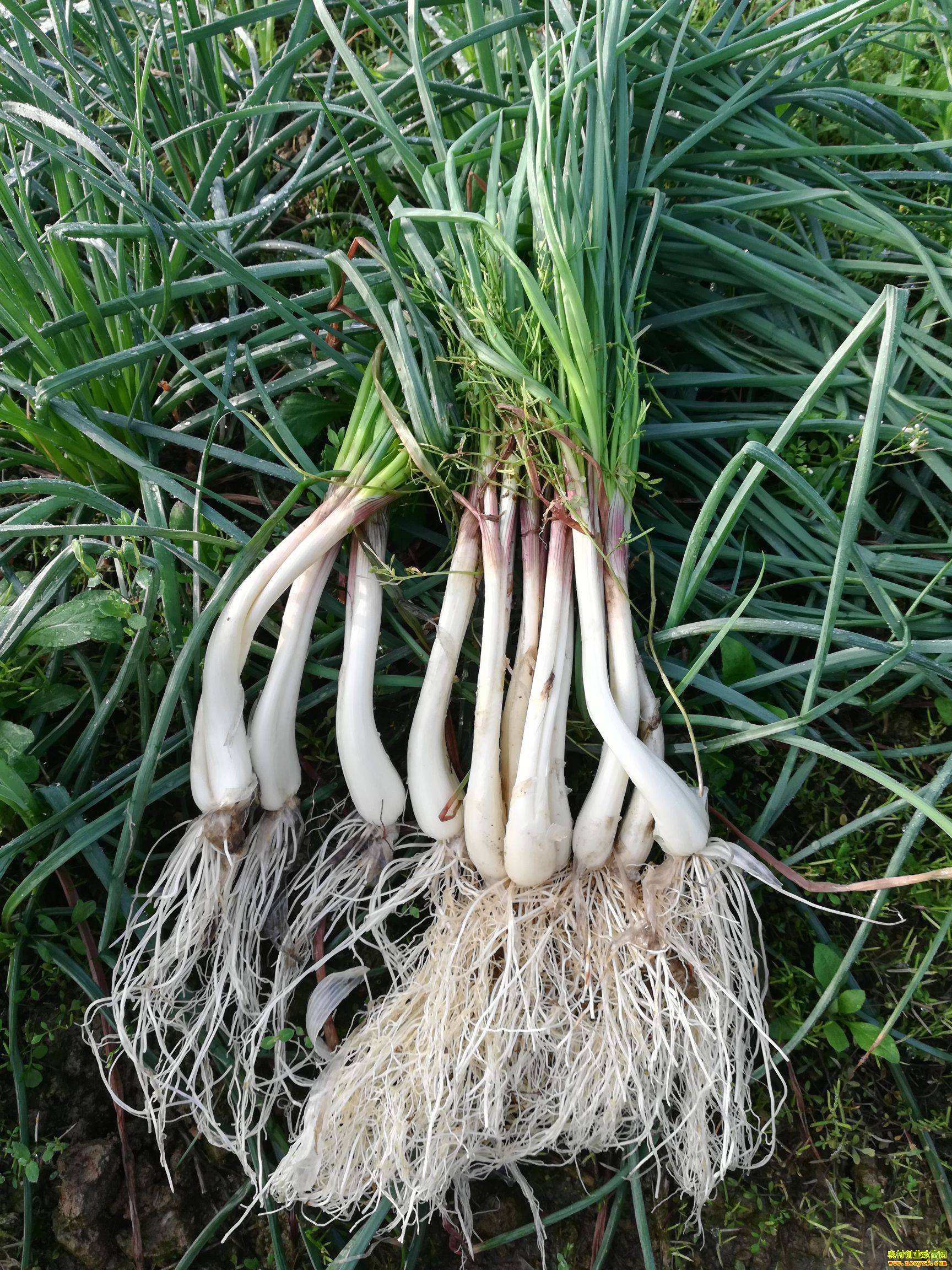 ��С��ҵ��������Ч�� �Ĵ�������ֲˊͷji��o touĶ������Ԫ