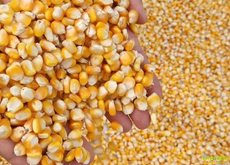 ɽ�����׼۸�