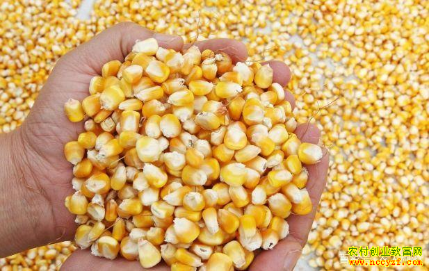 5�����׼۸�