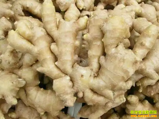 2022年姜农网最新大姜价格