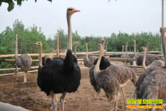 ��ֳ�������׬Ǯ��������ֳ�ǲ���ƭ�˵ģ�