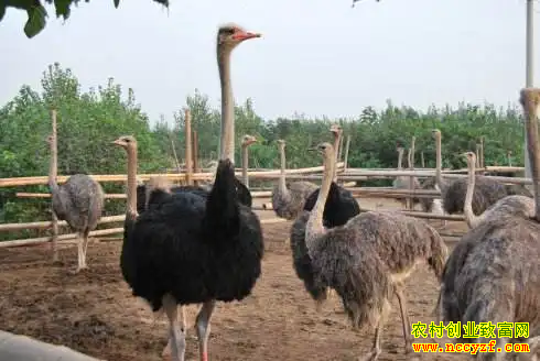 һֻ��������Ԫ��������ֳ��ƭ�˵ģ�Ϊ��ũ������