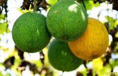 �ֹ���׬Ǯ�𣿹���ȫ�����Ǳ���������ֲǰ����