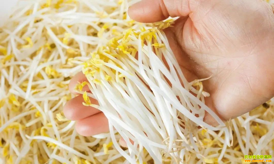 农村做什么小生意好赚钱?推荐3个利润高的农村小生意