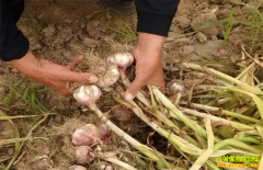 2022����ϴ���۸����Ǯһ�5�·ݴ�������Ԥ��