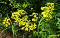 ��ֲ���׬Ǯ��2022�걱����۸���ֲǰ������