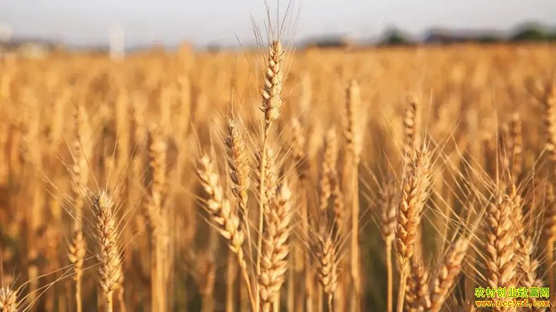 2022五得利小麦收购价格表