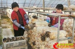 ɽ�����ߣ������������� ũҵ��ҵ������׼��ƶ