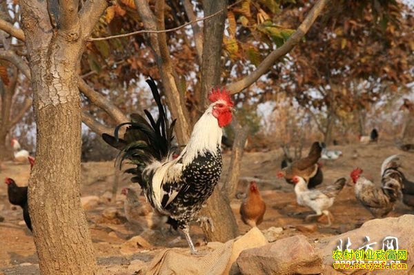 ���ũ��ӵ������ ��������+ũҵ���������¸�