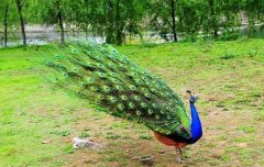 ɽ��ũ����ֳʲô��׬Ǯ