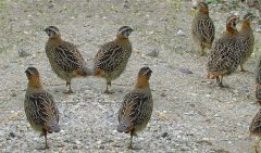 �����̨ũ��Ͷ����ɫ��ֳ��Ŀ�¸��С�Ǯ��;