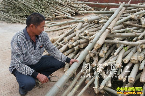 ��ľ����