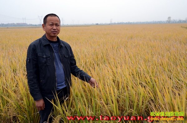 2016����ֲʲô��׬Ǯ