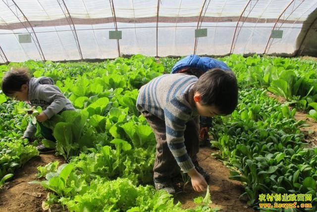 亲子农业,正在蓬勃兴起的农业项目