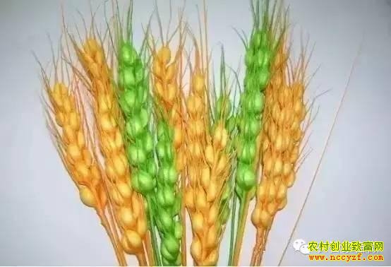 һĶС��6��Ԫ��˼·���ˣ���·�Ϳ���