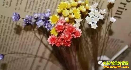 ˮ��ֲ��Ҳ�Ǳ���