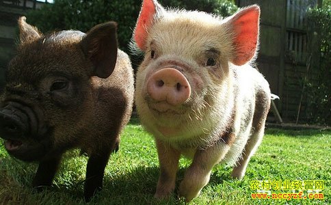 �Ϻӿڣ������������߼�  �������ɡ�ý�š�