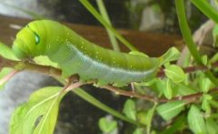 �¹�ɽ�˹���ֳ�������׬����Ԫ