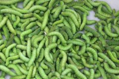 ũ���¸��ĺ���Ŀ����ֳ�����һĶЧ�����Ԫ