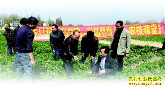 ��������ë�������ܲ�������ֲģʽĶ�������Ԫ