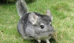 ������ֳë˿��ë˿����ֳǰ������ֳ����Ҫ��