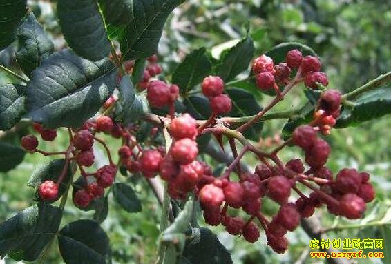 ɽ����ֲ����һĶ����8000Ԫ,С�������ɴ�����