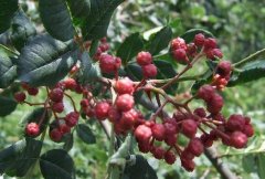 �ֻ���׬Ǯ��ɽ����ֲ����һĶ����8000Ԫ