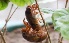 �����׬Ǯ���������������׬Ǯ