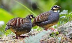 �����ֳ�ɱ���Ч������������׬Ǯ��